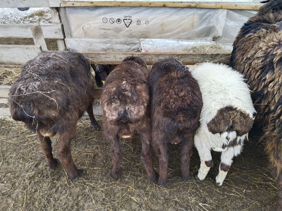 Кошкарлар сатылады