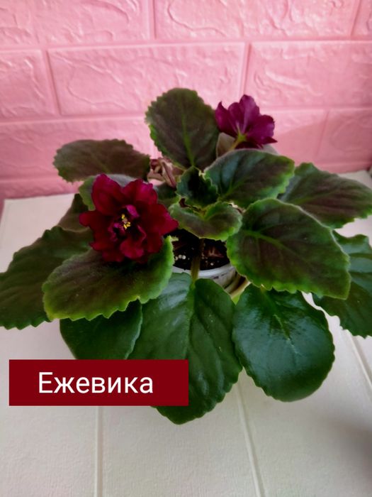 Фиалки! Фиалки! Фиалки!