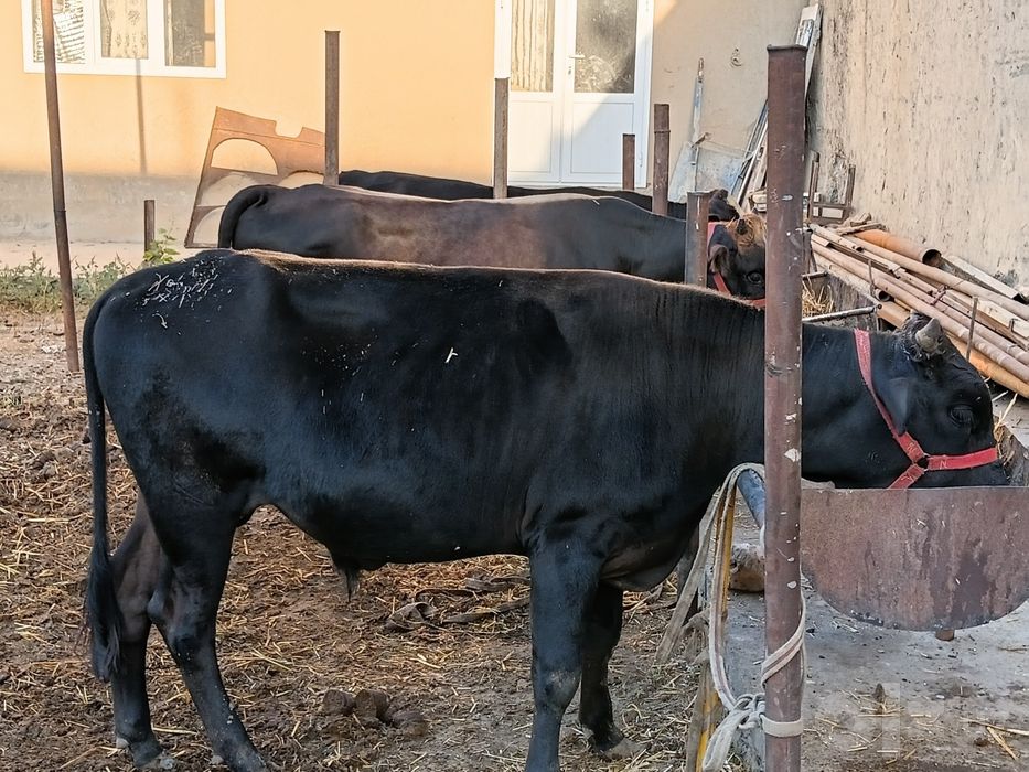 Хуккизлар сотилади
