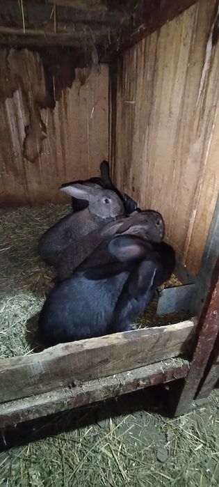 Iepurași de vânzare