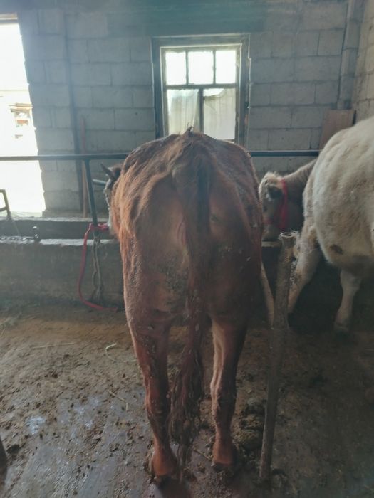 Тёлка жирная продаётся