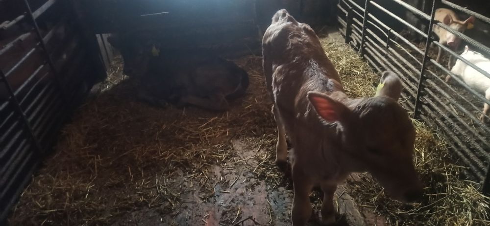 Продам 3 теленка