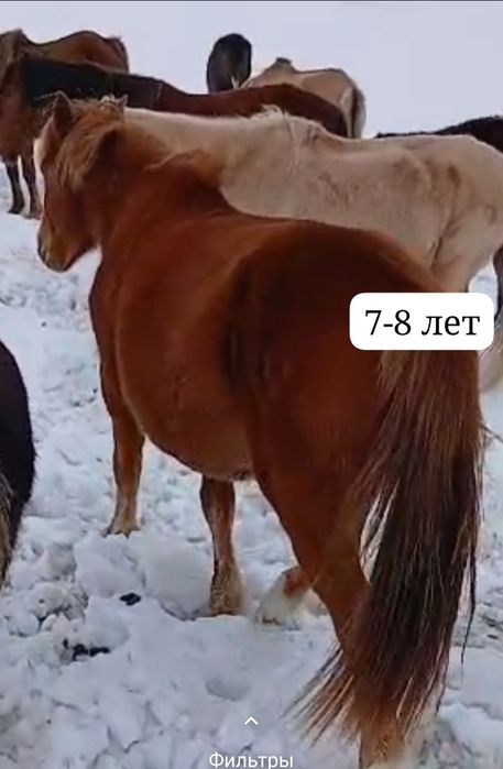 Продам кобыл бие