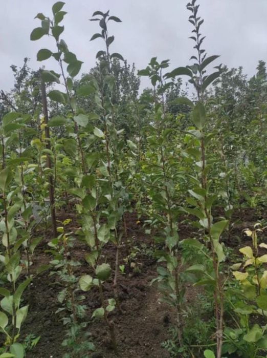 Саженцы деревьев в Актобе