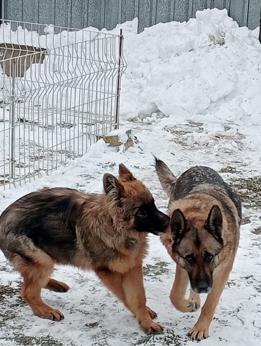 Немецкая овчарка