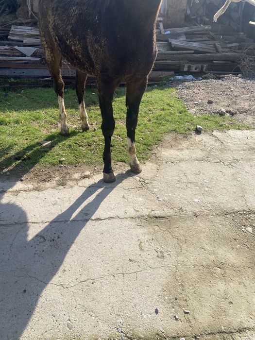 Тай сатылады 10айлык