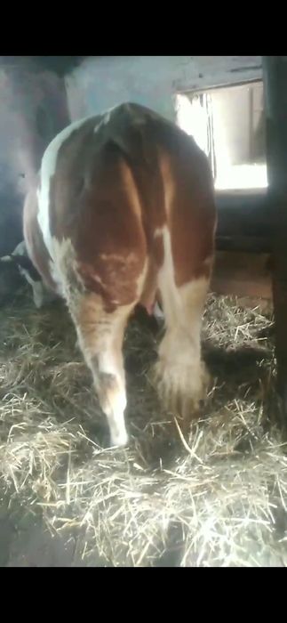 Junica   baltata romaneasca