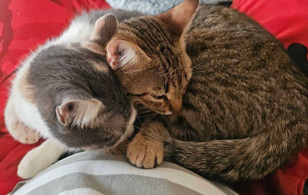 подарявам котенце