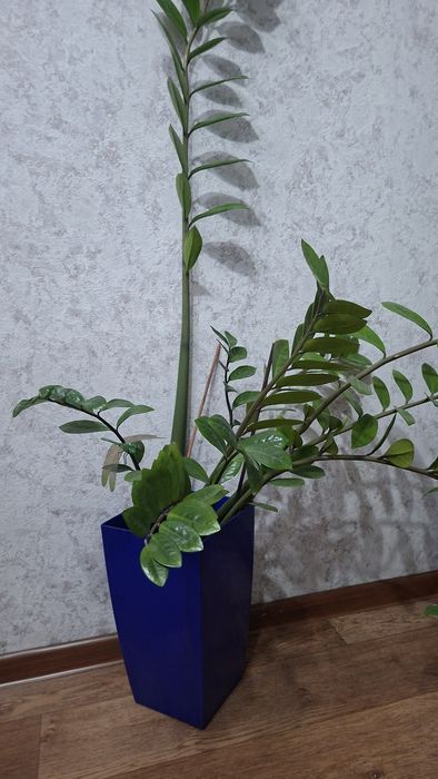 Доллоровое дерево