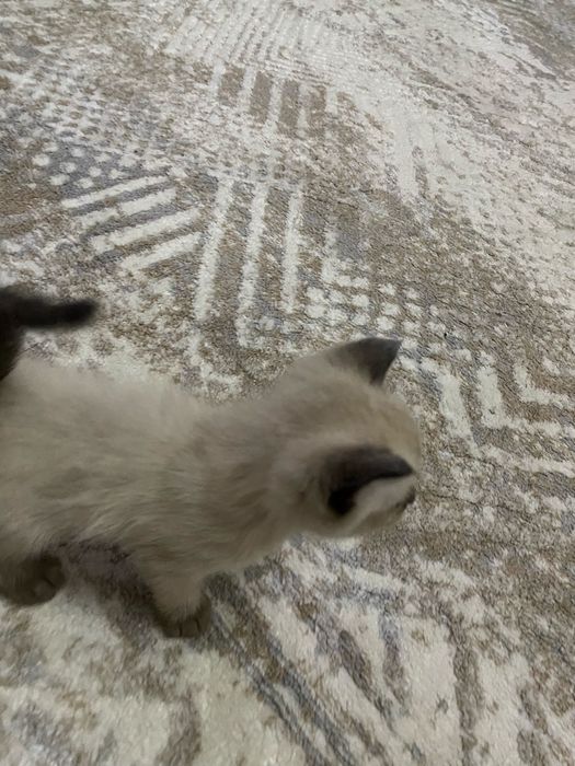 Котята два мальчика и девочка