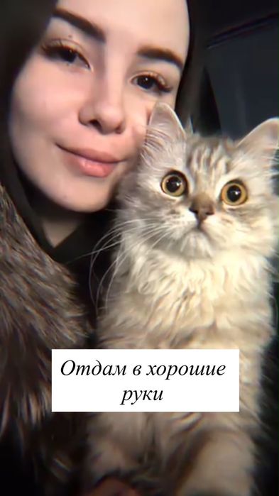 Отдам кошку Шатланский гибрид