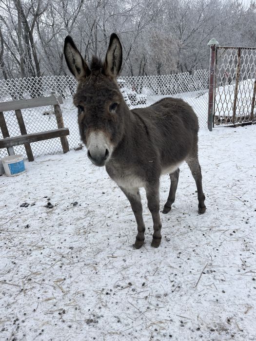 Продам. Продам . Продам .