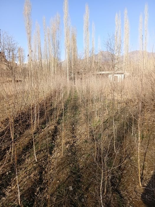 Берйоза кочатлари бор 100 мингда