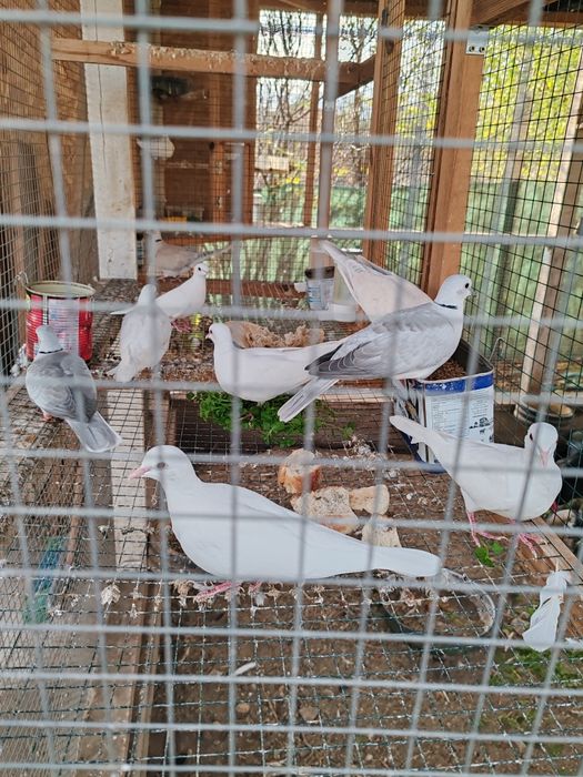 Продавам смеещи гугутки