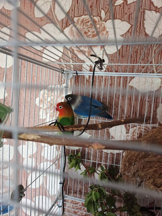 Пара неразлучников