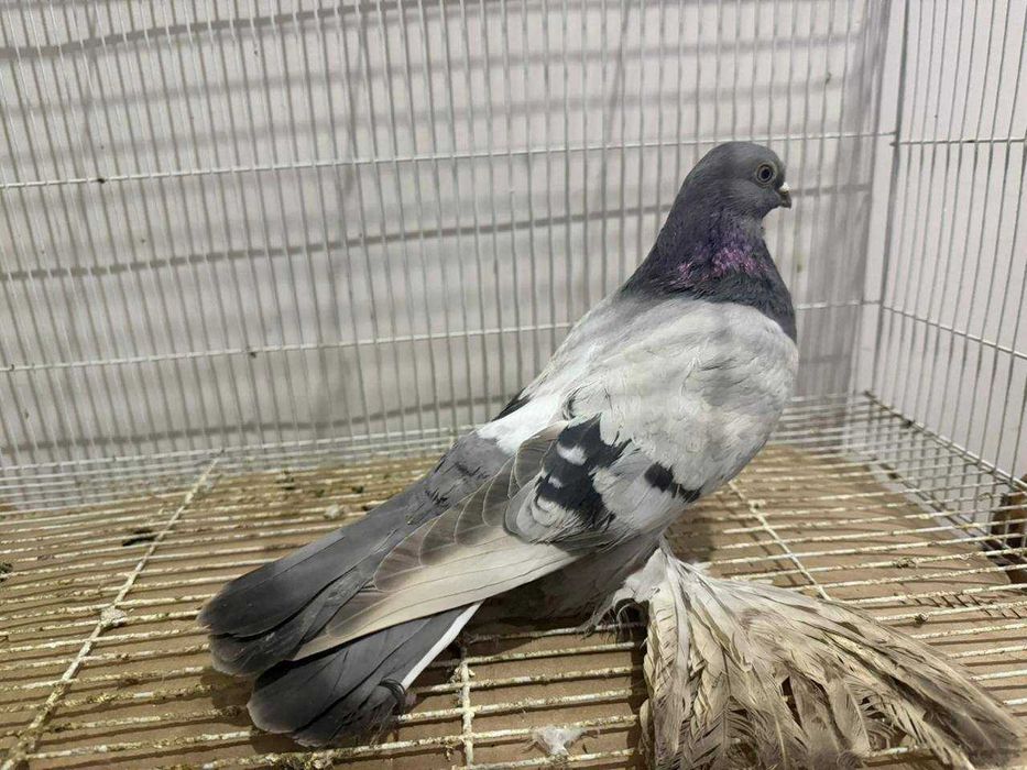 Голуби бойные разных мастей