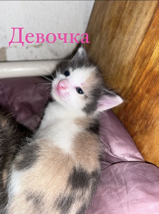 Котёнки  1 мальчик 2 девочки