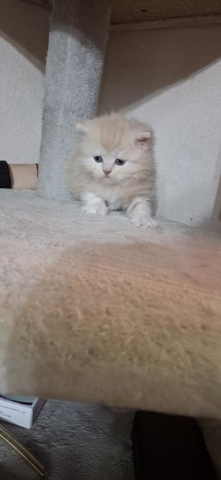 Мальчик шотландский котёнок