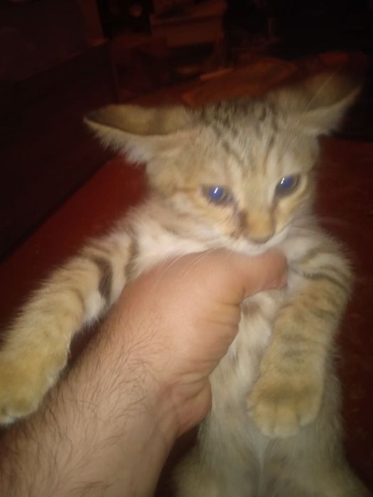 Кошки бесплатно...