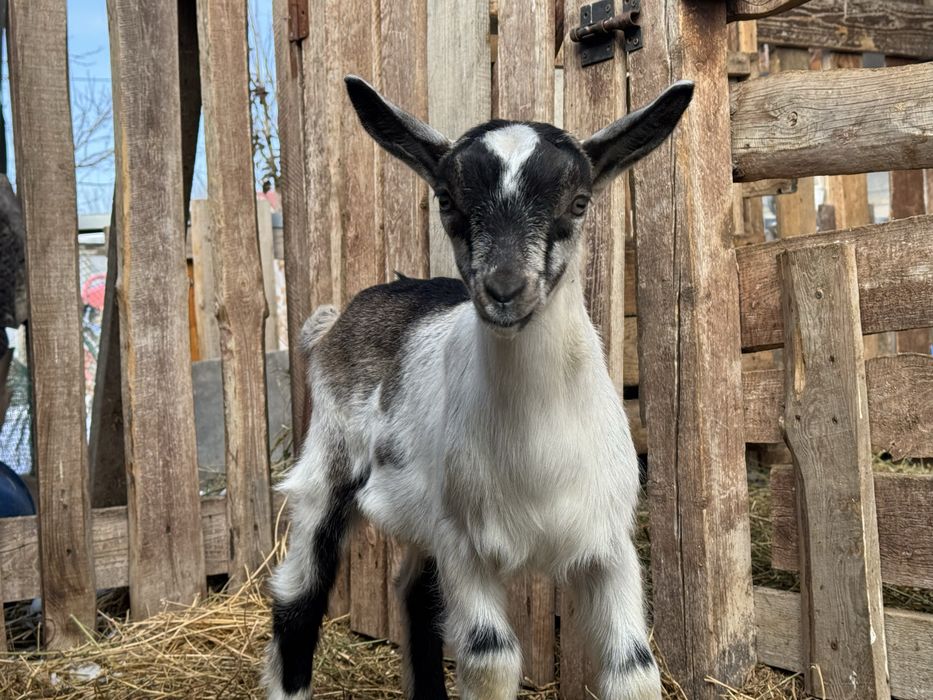 Альпийские чистопородные козлята
