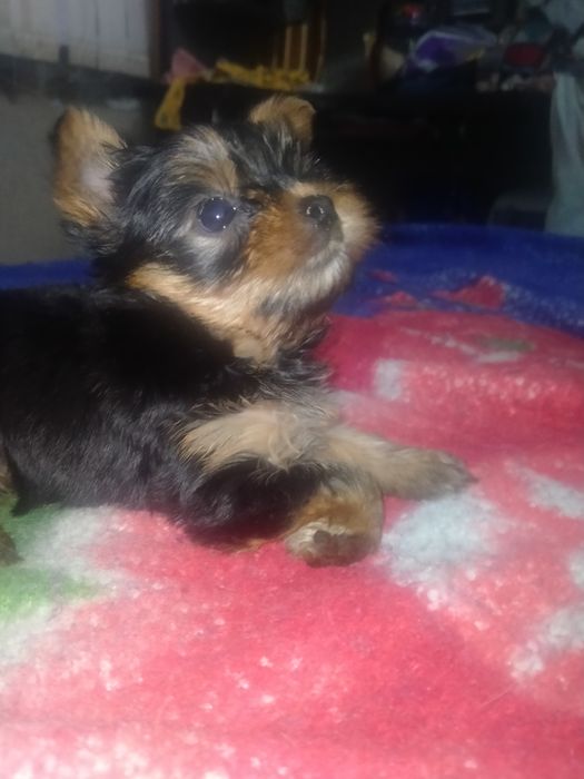 Йоркширский терьер