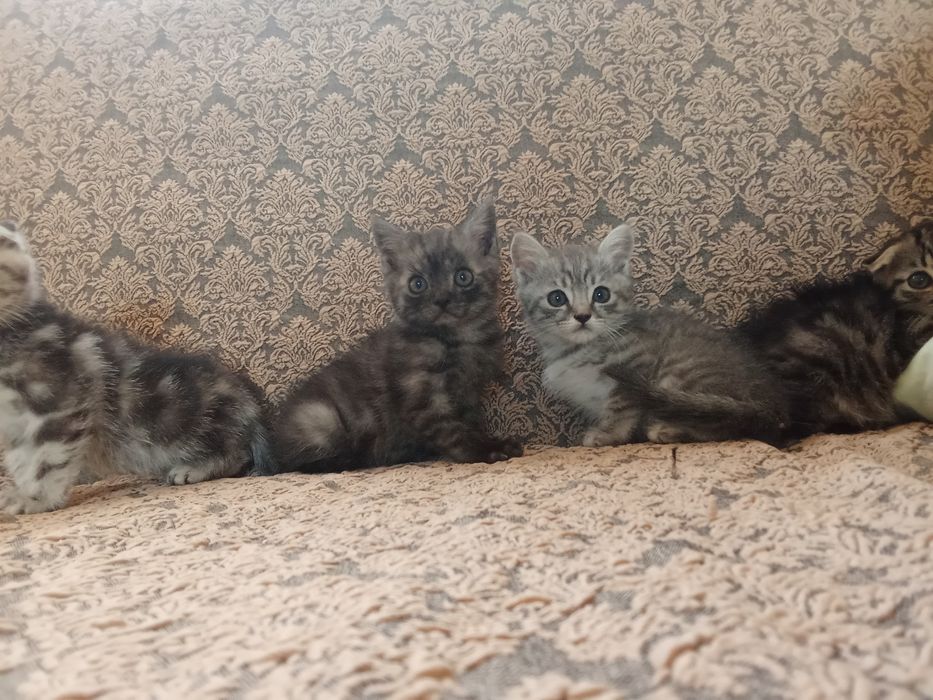 Zoʻr muwukoʻrgatilgan