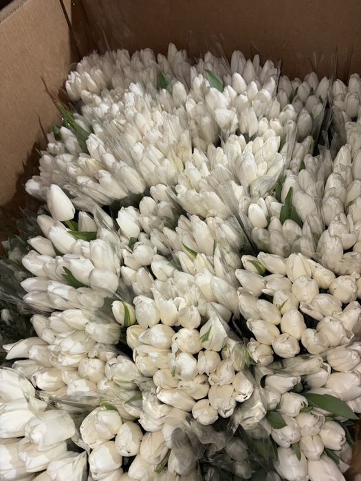 Крупный тюльпан Астана