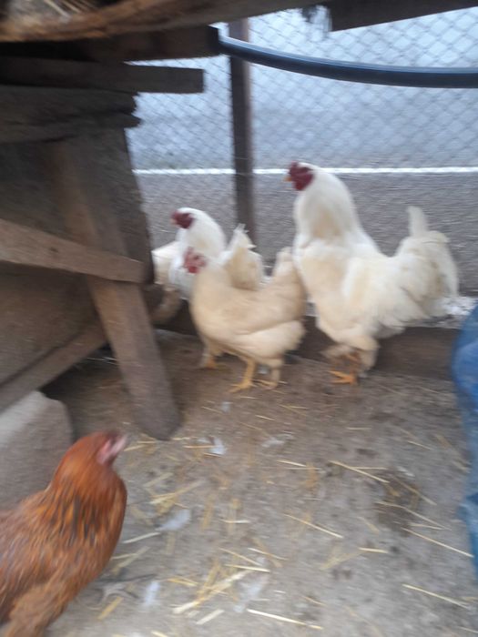 Oua gaina incubat albastre verzi