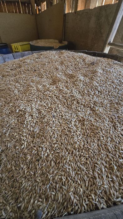 Grâu, triticale, orz și ovăz