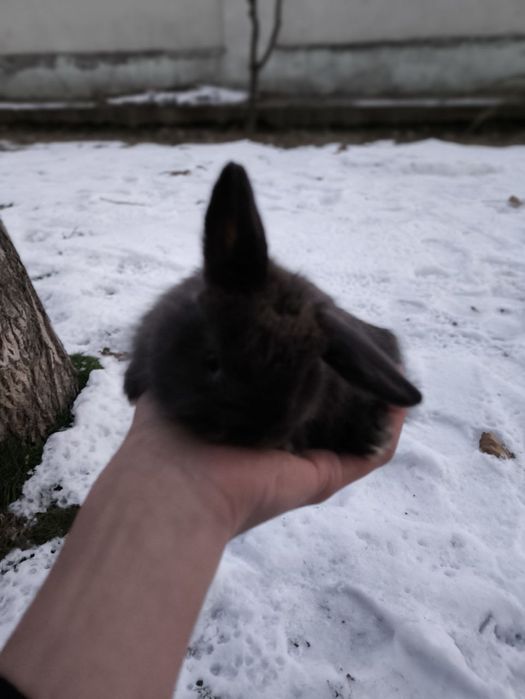 Quyonlar karlik baran