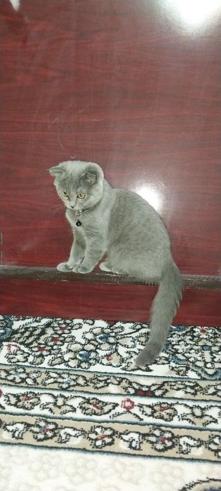 sardor karimov Samarqand viloyati