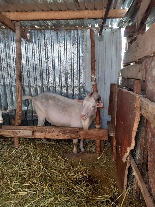 орыс ешкі тұқымынан теке бар