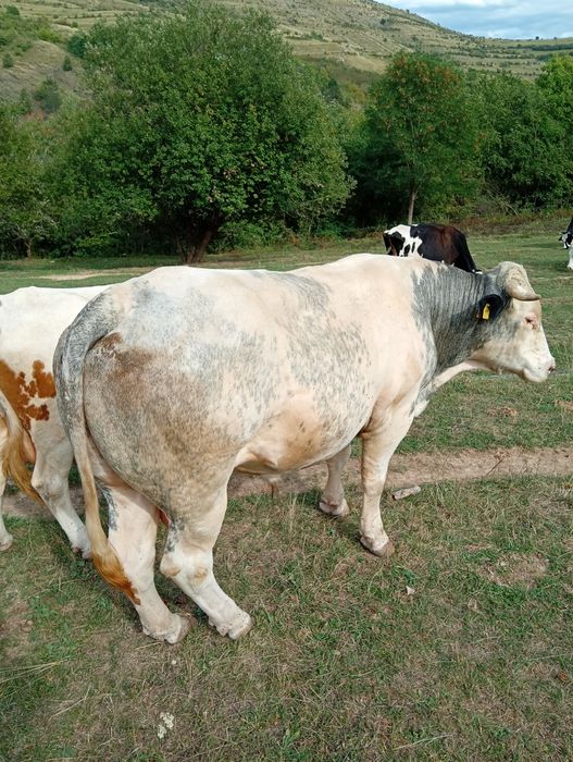 Taur albastru belgian
