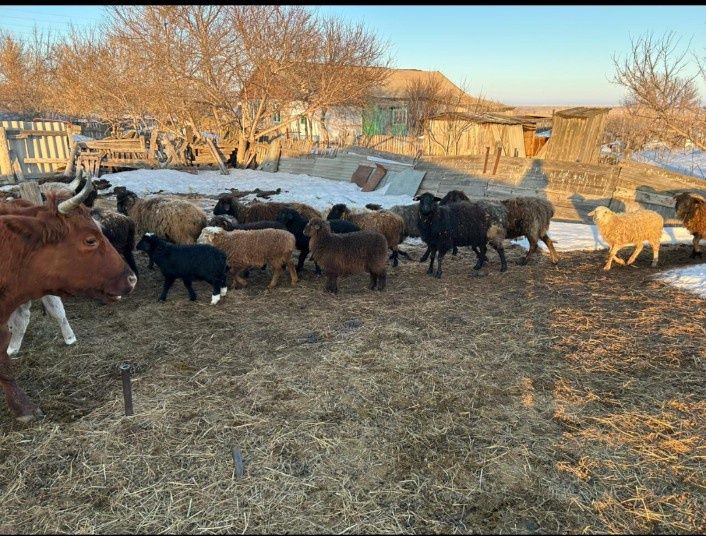 Продам крс и баранов