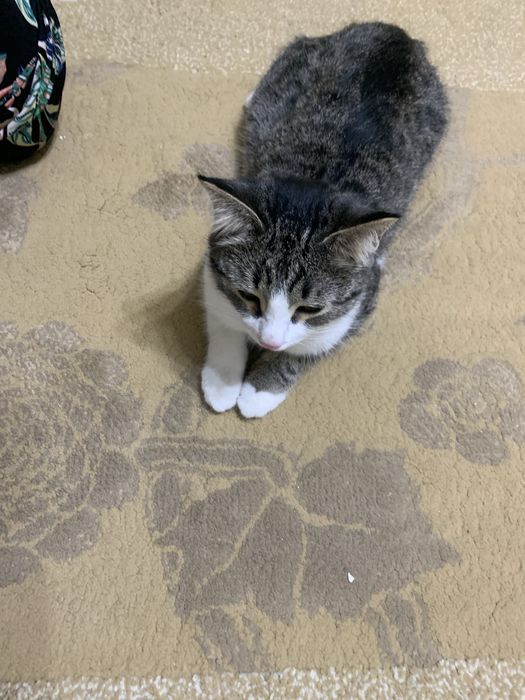кошка. Атырау . в добрые руки