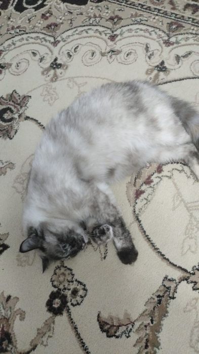 Отдам кошку в добрые руки в связи переездом