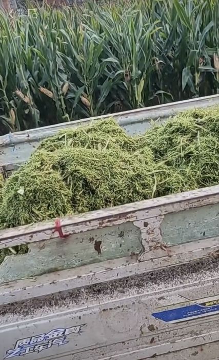 Драбилка Жоди Ут маудалагич