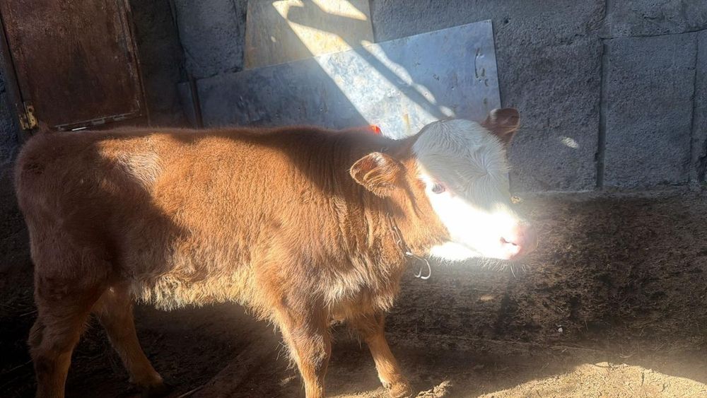 Продам хороших телят