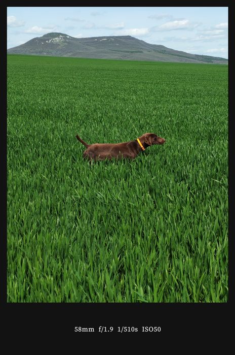 Женски Курцхаар за лов