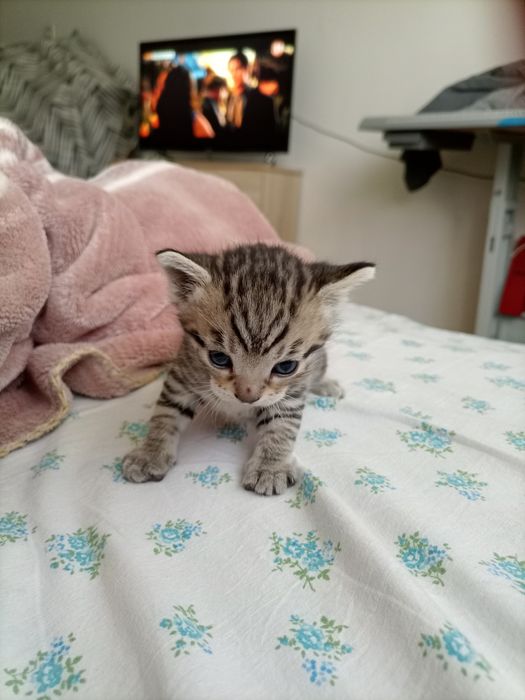 Котёнок мальчик продам.