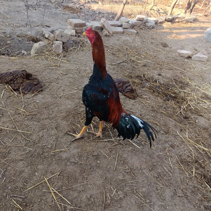 Juja sotiladi kelishamiz turk kares batafsil maʼlumotlar nômer