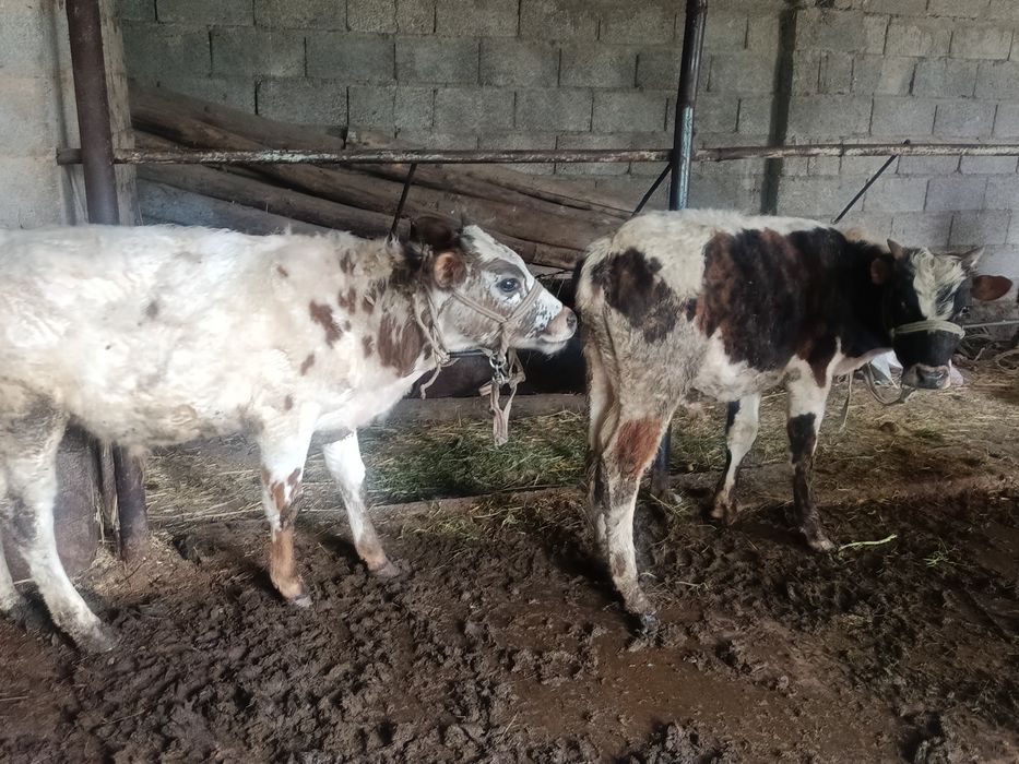 Буқалар сатылады