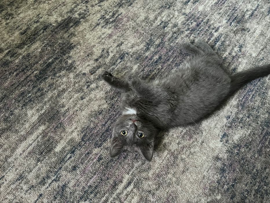 Котенок девочка цвет серый