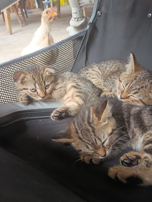 дитя скоттиш фолд
