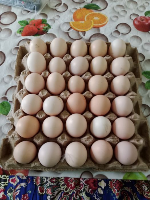 Яйца домашних кур.