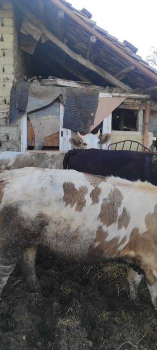 Телета за продан