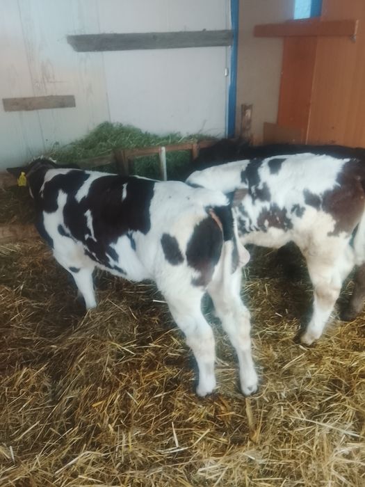 De vânzare 2 viței unul belgian și celălalt bălțat și o vițea belgiană