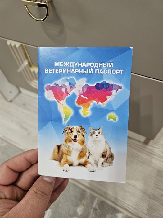 Вислоухий Кот Тирион (кострат)