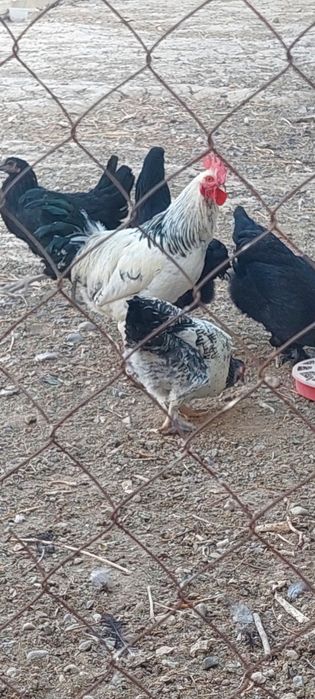 Куры домашние срочно