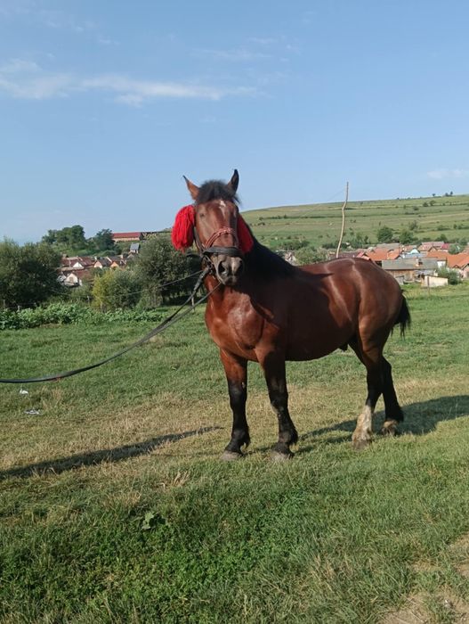 Vând cal bună  blând